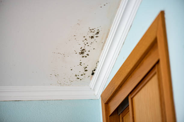Best Mold Removal Specialists  in Summerlin South, NV