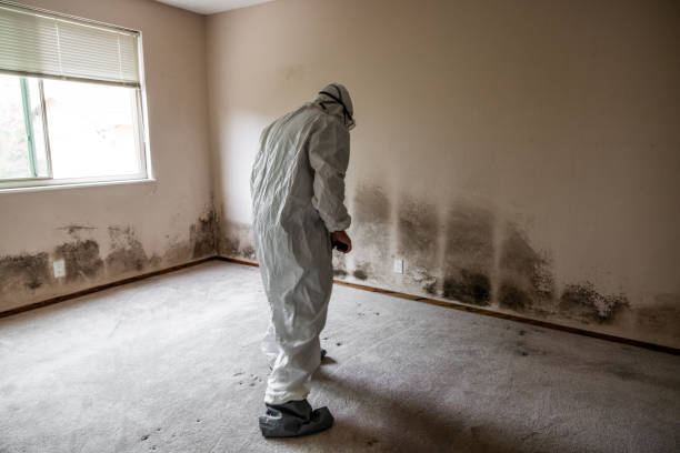 Summerlin South, NV Mold Removal Company