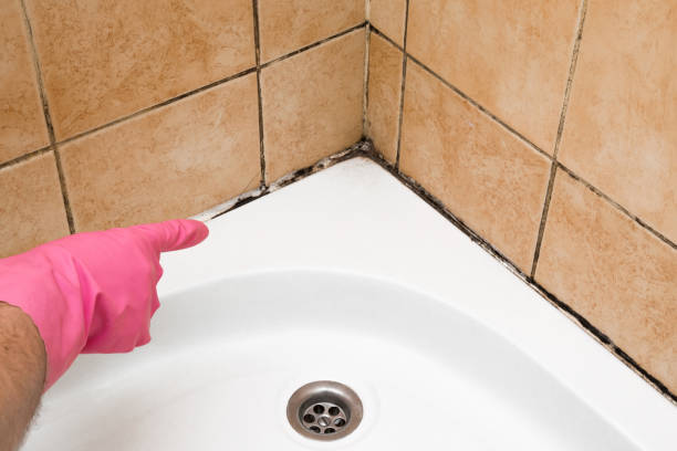 Best Black Mold Removal  in Summerlin South, NV